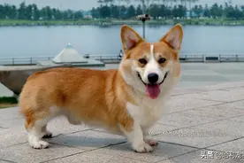 柯基很可爱？养它会有十大痛苦，准备承受吗？图片