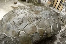 男子上山采药发现一块古代裂石, 运回家后，有人出价50万买走!图片