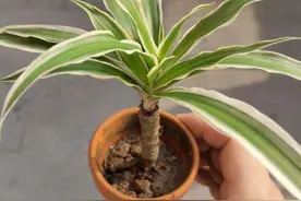 侄子尿急伤了吊兰，还好拯救的及时，不然老桩就废了图片