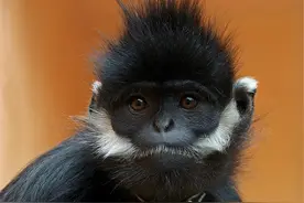 贵州这小猴太可怜了！出生30天，父猴被新猴王赶跑，自己遭毒手图片