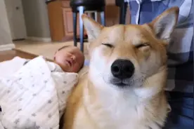 柴犬当了一年多“保姆”，女主又生了二胎，想把狗子累死呢图片