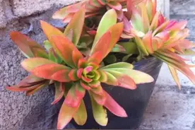 遇水就疯长的6种多肉，容易爆侧芽，养上一年半载爆满盆图片