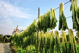 有关腌菜的记忆图片