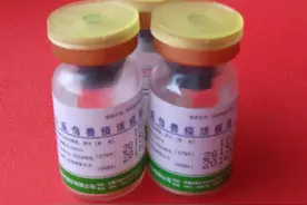 「微课堂」给羊打疫苗，这6个错误最为常见！致命！看看是你吗？图片