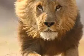 动物交配六亲不认，那流浪雄狮长大以后，还认识自己的母亲吗？图片