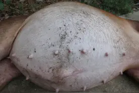 猪胀气治疗最简单的方法，猪胀气是什么原因引起的？本文详细介绍图片