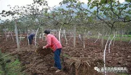 猕猴桃膨果，肥料又贵又多就行了？方法不对，怎么做都是浪费！