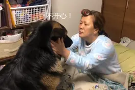 德牧从小跟主人睡一起，结果3年过去了，还当自己是小奶狗图片