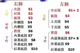 支气管CT解剖分段图谱图片