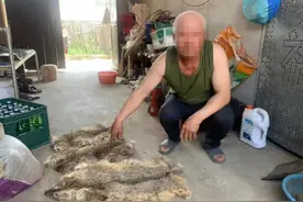 三只豹猫偷鸡反被杀，是国家保护动物，村民已被采取刑事强制措施图片