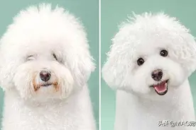狗狗吃什么营养品能保护视力？蓝莓精华素可以吗？图片