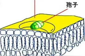 代森锰锌经常用，但您真的会用吗？图片