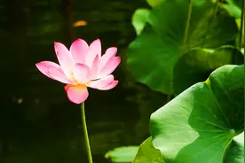 解决夏天的身体烦恼，吃好六种菜，喝好三杯茶图片