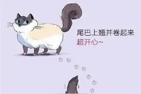 漫画  猫咪动作的含义 ​​​​，快来看看吧图片