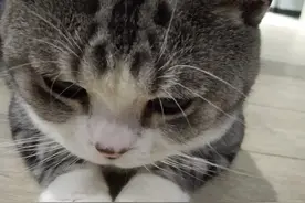 养猫后你才知道的那些事——我的养猫血泪史图片