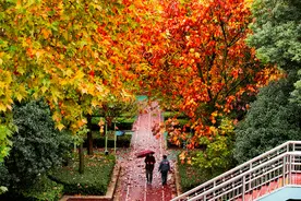 太拉风了！坐双层“敞篷车”，换个视角兜遍最美秋日魔都！攻略来了图片