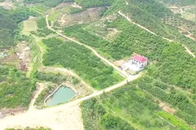 山坡地适合建果园，该如何规划，看看这个庄园怎么做视频封面