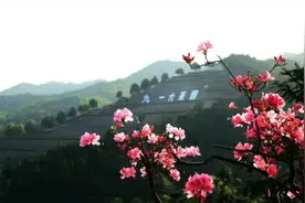 舒城：大美舒茶——历史和现实的升华！图片