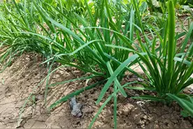 处暑韭菜管理小妙招，用点不起眼的“小东西”，韭菜多到采不完图片