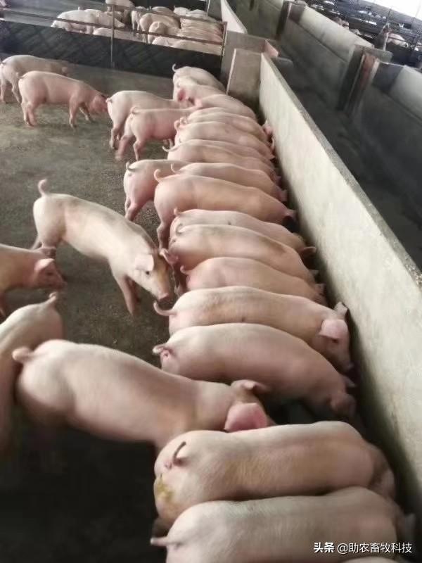 茶枯通过发酵脱毒可以代替豆粕做猪鸡鸭牛羊等优质饲料