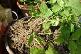 茉莉花刚换完盆，怎么养护能顺利开花？图片