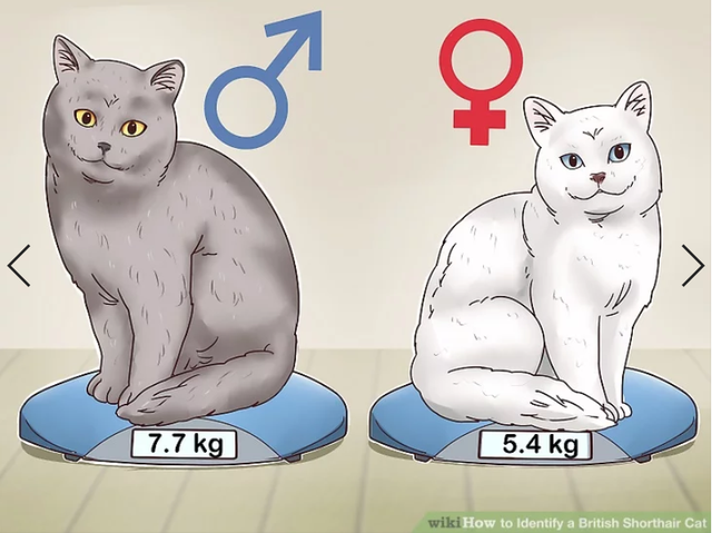 英国短毛猫丨蓝猫