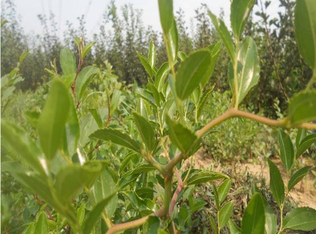 枣树的养护是关键,需肥规律是怎样的?需要掌握哪些知识?