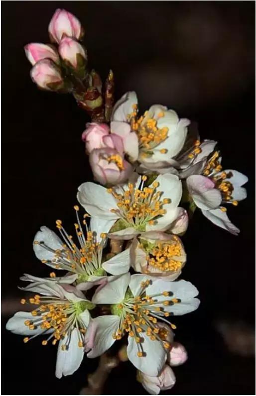 倒春寒预防及补救措施最全版！精华都在这里了