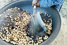 贵州女人到北方用柴火炒花生，虽然辛苦，一天可以挣400元图片