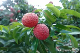 粤东最大的荔枝生产区，种植史近2000年，堪称中国荔枝之乡图片