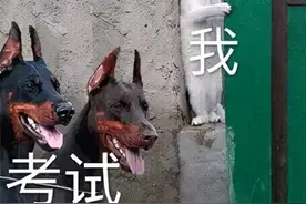 教资面试通过率还不到30%？要想不卡通过率，这5点千万别踩雷图片