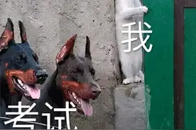 教资面试通过率还不到30%？要想不卡通过率，这5点千万别踩雷图片