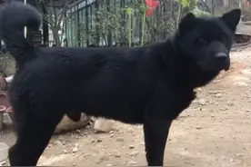 憨子一一憨憨的狗子图片