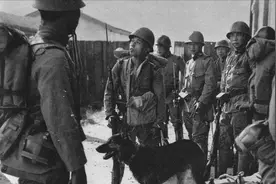 日军狼犬嗜血残暴，根据地“土狗”反杀，昌化犬咬喉一击毙命图片