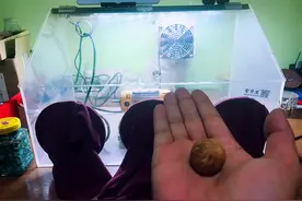 白玉菩提的美感比拼和田白玉，只要掌握细节，你也可以轻松拥有。图片