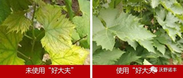 国家重点研发计划产业化「2021国内酶解氨基酸叶面肥的新旗舰」