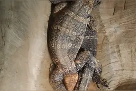 圆鼻巨蜥：一级国宝，水中游龙图片