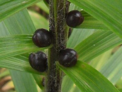 鱼鳞配鱼鳞后代