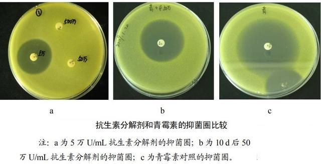 舌尖上的安全（8）——解读牛奶中的β-内酰胺酶