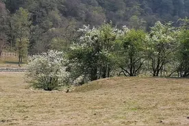 梨花盛开的大竹坝 如画的风景让人把烦心事通通抛于脑后图片