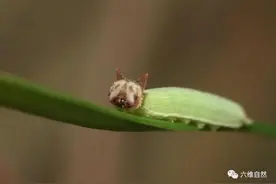 有一种猫形脸毛毛虫，幼虫比蝴蝶更为漂亮，误以为是kitty脸图片