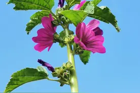 围场方言大全七十一（N1）图片