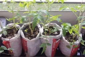 家用垃圾：塑料袋，闲置、扔掉全不如拿来养花，既环保又好用图片