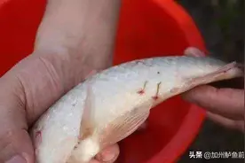 出鱼前加州鲈体表出现一些红色出血点，原来是它惹的祸图片