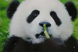 大熊猫有多厉害？你以为它只会卖萌，实际战斗力爆表图片