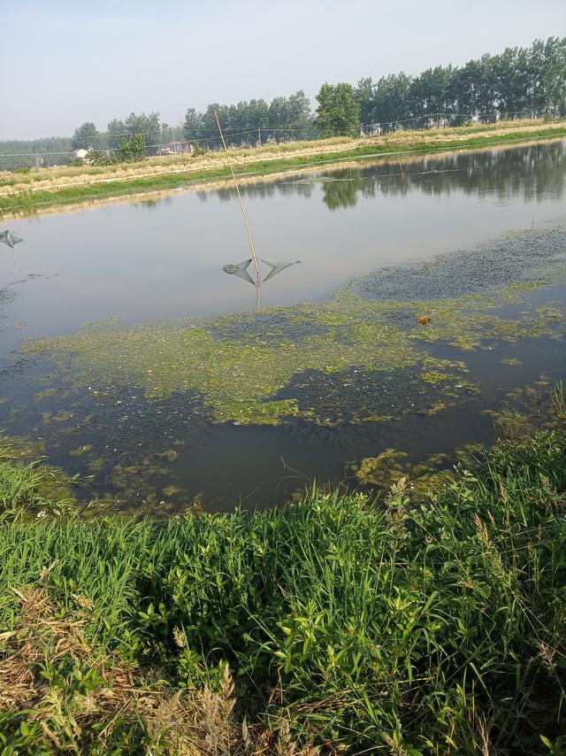 磷肥搭配红糖或者生石灰，在虾田有少量青苔的情况下，有奇效