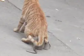 猫咪为何捉到老鼠后不吃它，反而抛向空中，用来垫在屁股下面？视频封面