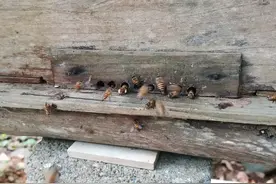 为什么蜜蜂乱昼都选择在下午而不是在上午？这才是蜜蜂的聪明之处图片