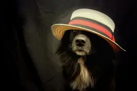 俗话：“狗头落地，三年不利”是什么意思？狗头指的是什么？图片