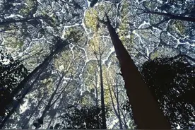 树冠也会害羞，这是一种树木避免接触的现象图片